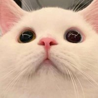 かのさん (@minnapome) 's Twitter Profile