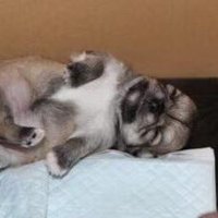 豆腐 (@touhu2022) 's Twitter Profile