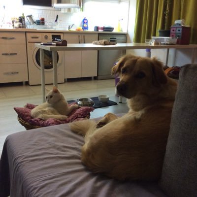 eskisehirgunluk's profile picture. sade vatandaş