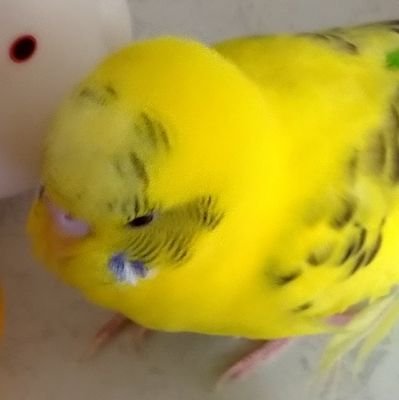 purinboya's profile picture. 顔認証システムに誤登録されています。どう進むべきか模索中。
同じ被害者の皆さん共々、平穏な日々が戻るよう願っています。
集団ストーカーも検証中。身の回りでおかしな人たちがうろつく。