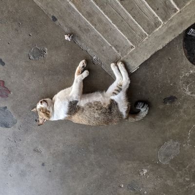 masih