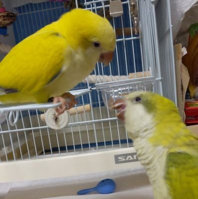 セキセイインコ＆オカメインコ＆オキナインコ＆犬＆コリドラス 
もふもふに埋もれたい🤗
娘氏相棒🐦コザクラインコ🐦
オキナーズ⟶@P_C_LEON
コザクラインコ⟶@birdshop_birdie
でお迎えしました😊
フォローは、welcome👍(エロ垢投資垢は❌)