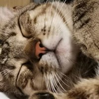 Nekane (@fionashrek65) 's Twitter Profile