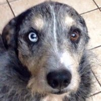 Marty Felddog (@forjahead) 's Twitter Profile