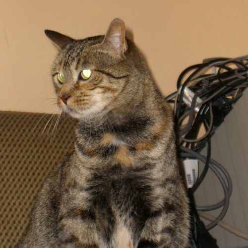 katrakikas's profile picture. what you see is what you get