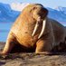 The Walrus (@hexagonbest) Twitter profile photo The Walrus (@hexagonbest) Twitter profile photo