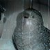mad kākāpō (@je__online) Twitter profile photo mad kākāpō (@je__online) Twitter profile photo