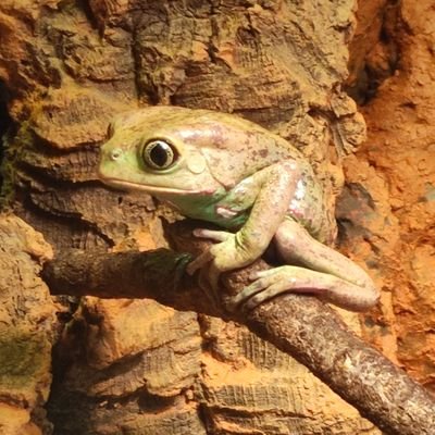 ableid_balabala's profile picture. 探索x成长