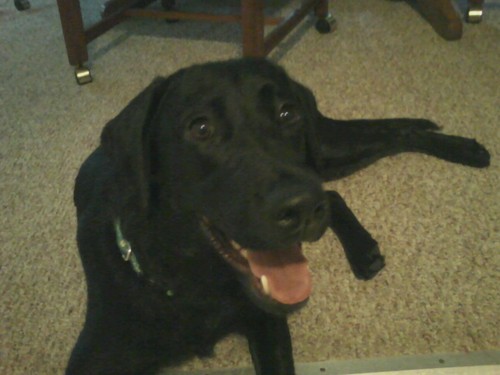 I like to eat, sleep, run and watch college hoops with my mom and dad. Rub my belly -- or else I'll bite you.