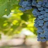 WineGuysDotCom's profile picture. WineGuys.com offers free profile pages for Wine Professionals, wineries, wine shops, writers, consultants, wine concierge. Build your own wine pro profile page.