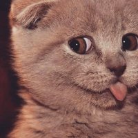 vath (@vath2002) 's Twitter Profile