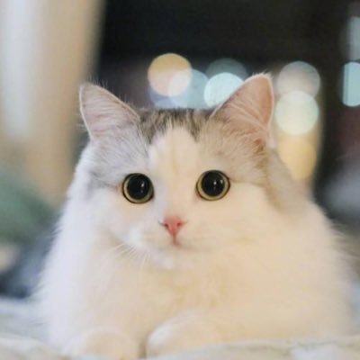 lirica436's profile picture. 日本語勉強中/中文&English&日本語/Sound Horizon、Fiction Junction、Suara、織田かおりさん好き/FGO/生活美学