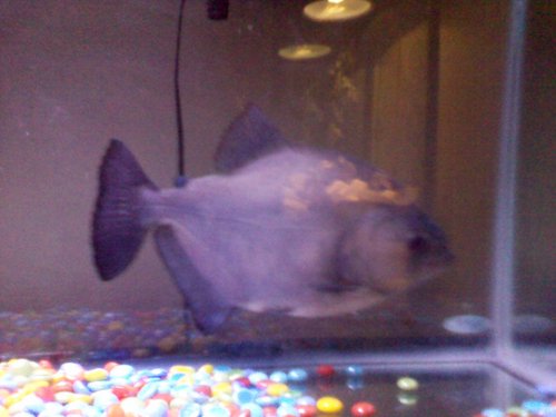 Imaladyballer's profile picture. 