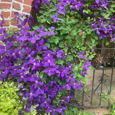 Kellymiliziano's profile picture. 