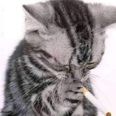 rl_zava's profile picture. 