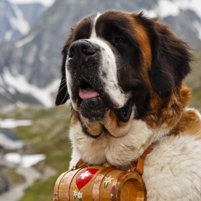 1SAINT_BERNARD Profile Picture