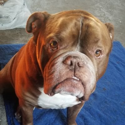 Ken_nonliberal's profile picture. 110% Nonliberal. I'm everything a woke liberal hates and I'm proud of it. If you're against communism and stupidity hit that follow ✌️🇨🇦 #endliberalism