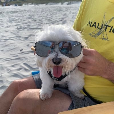 Freelance advertising/PR copywriter and editor. Mother to a crazy but lovable Maltese dog. Interested in protecting democracy, kindness, empathy, equality.