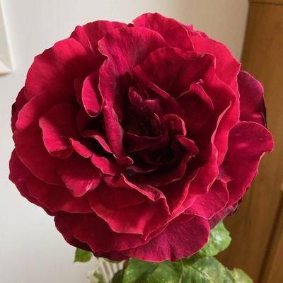 arcaydia's profile picture. 