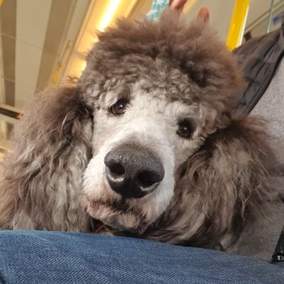 Silver Standard Poodle. All opinions are my own. Human Dad/Uncle coerced into running my account.