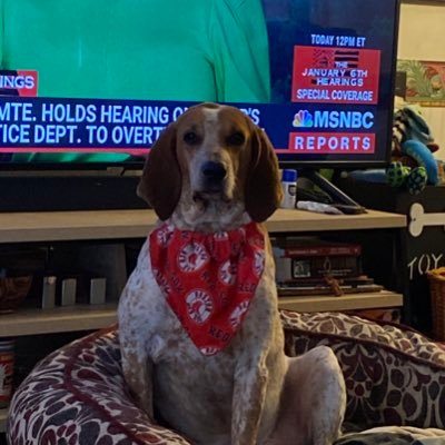 . LOVE HOUND DOGS . Pro choice. worked for Warren for Prez. Love is Love ,# BLM , Sussex Squad.