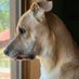Louie the Kentucky Rescue Pup (@louierescue) Twitter profile photo Louie the Kentucky Rescue Pup (@louierescue) Twitter profile photo