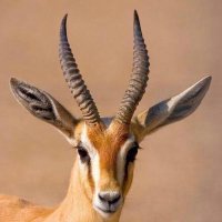 هلالية 💙 (@bj07745871) Twitter profile photo