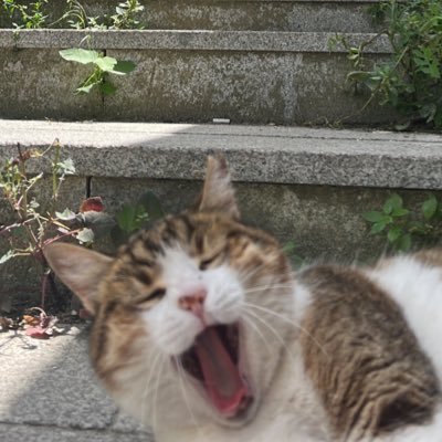 bonibonff's profile picture. 