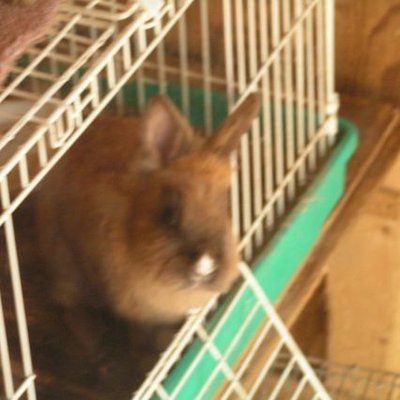 シェリーさま専用ページ♡ 楽天市場】GUCCI グッチ オールドグッチ シェリーライン