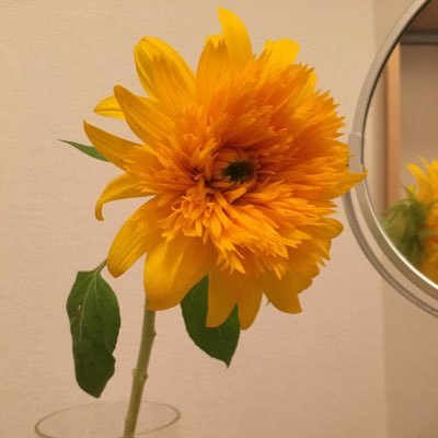 Guinan2011's profile picture. 世田谷区在住の会社員😅北海道生まれ🥶東京は蒸し暑いねー🥵ウイスキーが好き🥃ジャズも好き詳しくないけど。旦那さんはアナログ盤好きで私も影響され…🍩