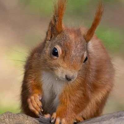 TwoCows_Tweet's profile picture. 