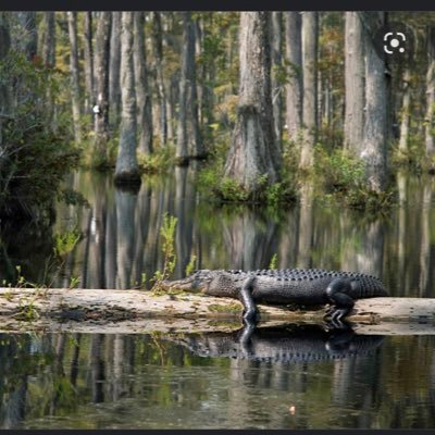 I’m just here for Gator twitter
