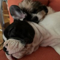 Brutus and Felix (@brutusandfelix) 's Twitter Profile