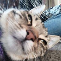 Bugg(@AlienStrayArt) 's Twitter Profile Photo