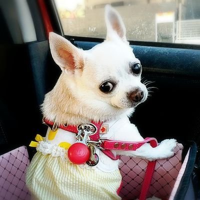 いくらちゃんさんのプロフィール画像