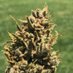 JerseyCannabisDispensariesVoice (@patriotliberty2) Twitter profile photo JerseyCannabisDispensariesVoice (@patriotliberty2) Twitter profile photo