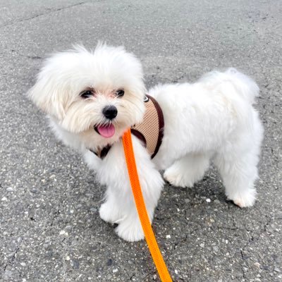 iskwyt7's profile picture. 筋トレと料理が趣味です。 犬の名前は「まる」 猫の名前は「トロ」です。