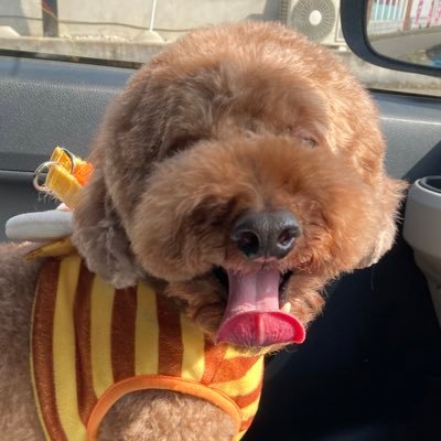 IT0401challenge's profile picture. 30歳|IT業界2204〜|バッグエンド