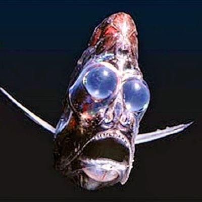 TheWeirdestFish Profile Picture