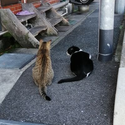 ただただ趣味に関するアカウント。
野球(阪神・高校野球)、ロードバイク、サイクルロードレース、ラグビーetc
ラグビーとロードレースはオンデマンド視聴が中心。