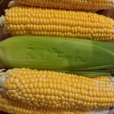 えびちゃん (@ebichan529) / Posts / X