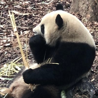一只圆滚滚的熊猫，从成都熊猫基地成功逃了出来。不会主动加任何人微信或电报，谨防受骗。