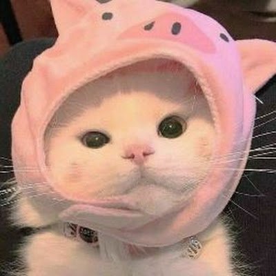 littlepig_03's profile picture. 🤍