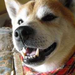 Babuさん🎵(*´∀｀*)