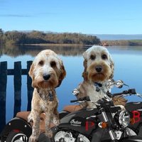 ApprenticeBovverBoyyos🏍🏍(@ODoodles1) 's Twitter Profile Photo