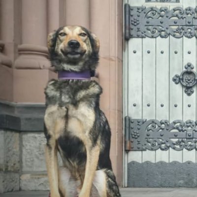 dogswithcarrots's profile picture. Links-grün-versifft by nature. Was hier passiert, ist Satire.