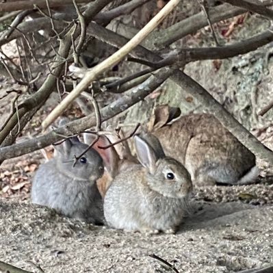 10年以上？使ってたアカウントが突然消えちゃいました🥺 もっと弱く生きたい。九州の北のほう。りんちゃん（デグー♀4才）の飼い主。TLに流れてくるモフモフで癒されたい。なので無言フォローごめんなさい。プロフィール画像は大久野島のうさぎさん。ヘッダー画像はマリンワールド海の中道のラッコのリロくん。