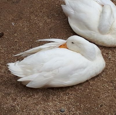 鳥野さんのプロフィール画像