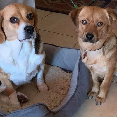 ami des animaux. merci de RT mon premier tweet ( épinglé) pour des pauvres 🐕🐩🐕. il change régulièrement 😀 merci pour eux. si vous avez des questions...