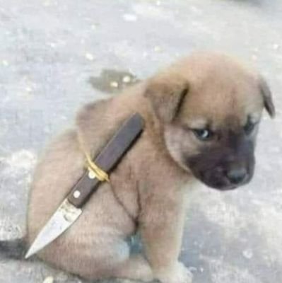 Frustrated Pahadi.....don't judge me as ur level & capability is not allows it.